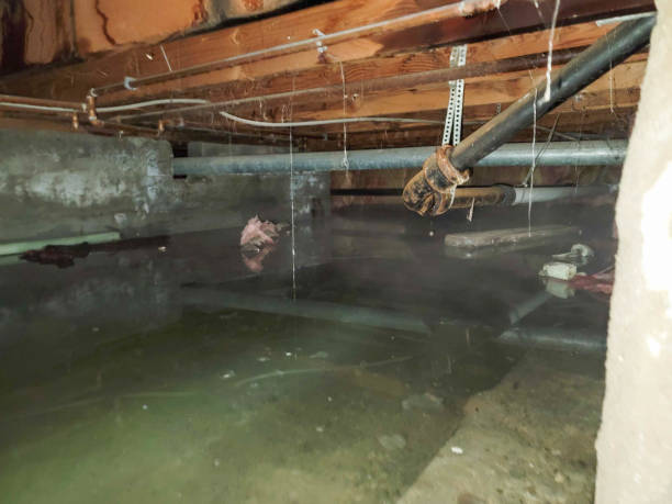 Best Professional water damage repair  in River Hills, WI