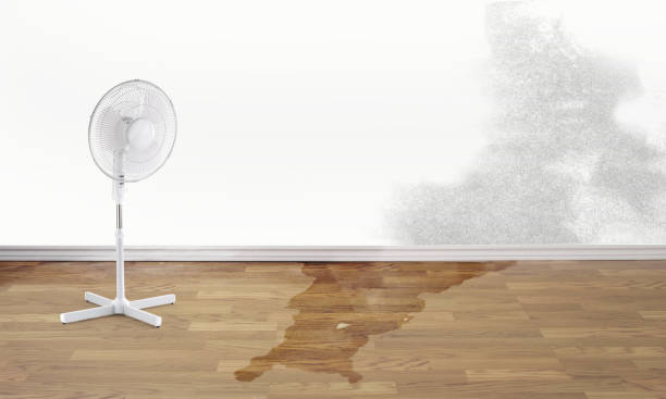 Best Local water damage restoration  in River Hills, WI