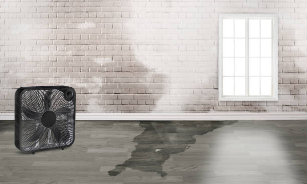 Best Water damage cleanup near me  in River Hills, WI
